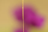 Venetian Chain Catch