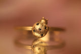 Coccinella