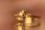 Coccinella