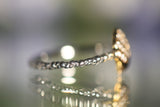 Conchiglie