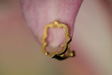 Porta del Paradiso for Earring