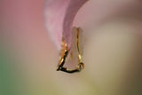 Porta del Paradiso for Earring