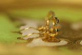Porta del Paradiso for Earring