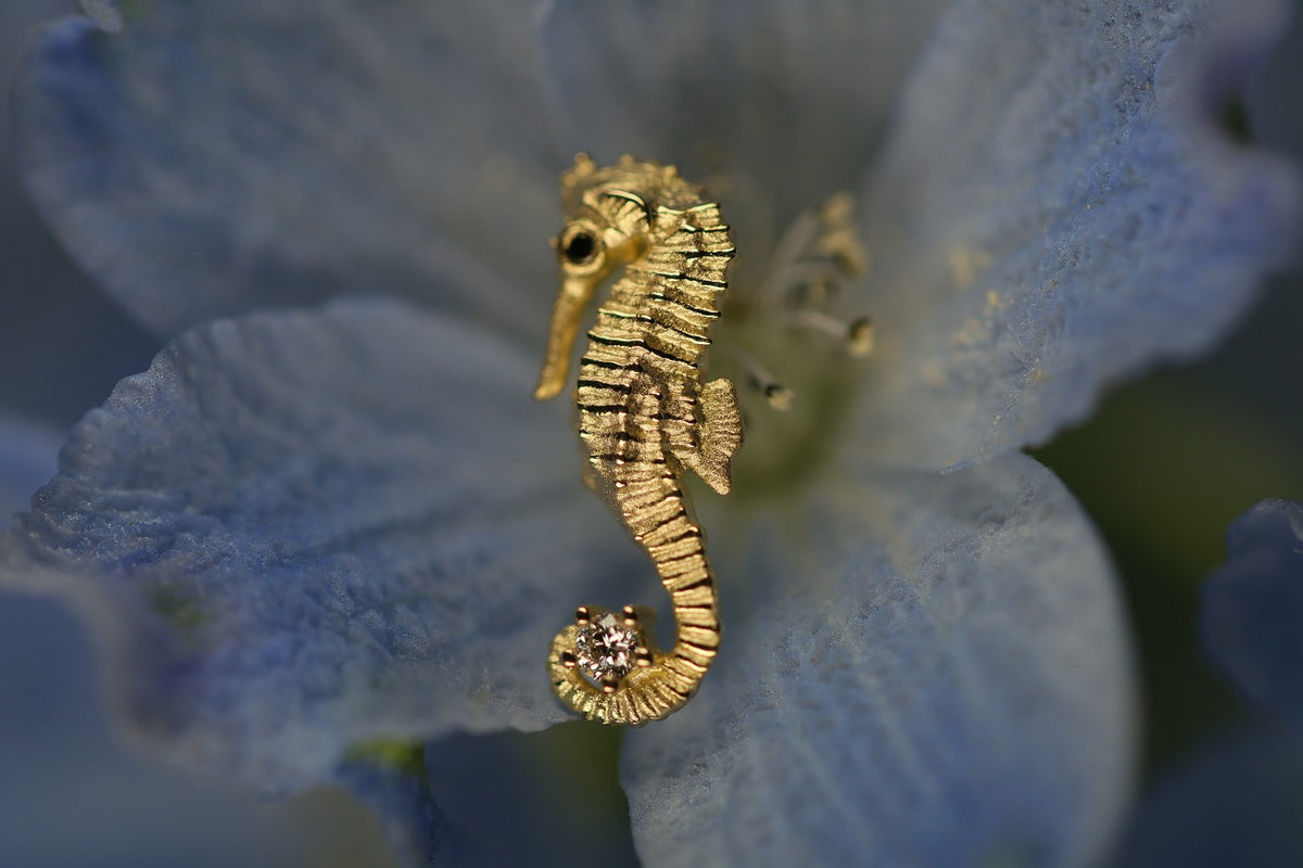 Cavalluccio marino – quarantotto